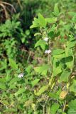 Lippia alba