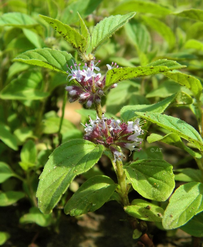 Image of Mentha arvensis specimen.