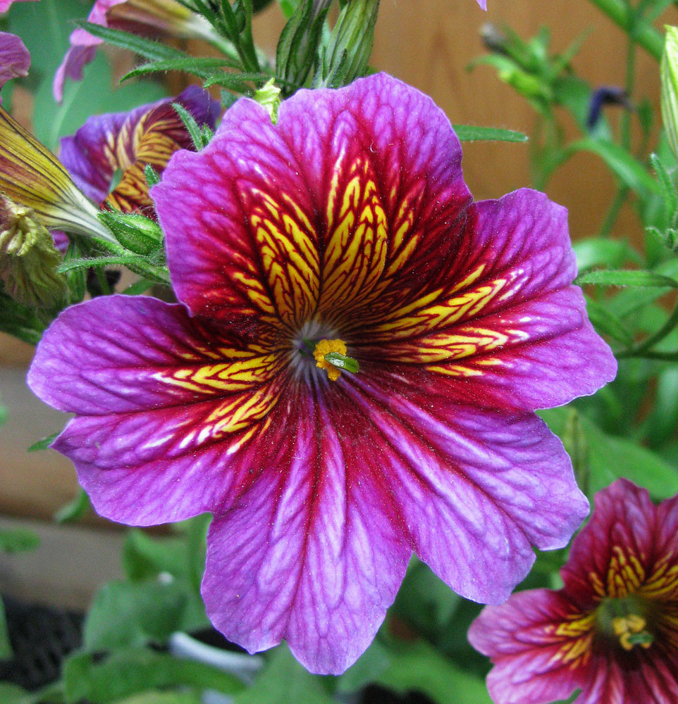 Изображение особи Salpiglossis sinuata.