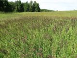 Calamagrostis epigeios