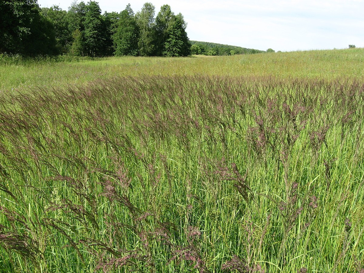 Image of Calamagrostis epigeios specimen.