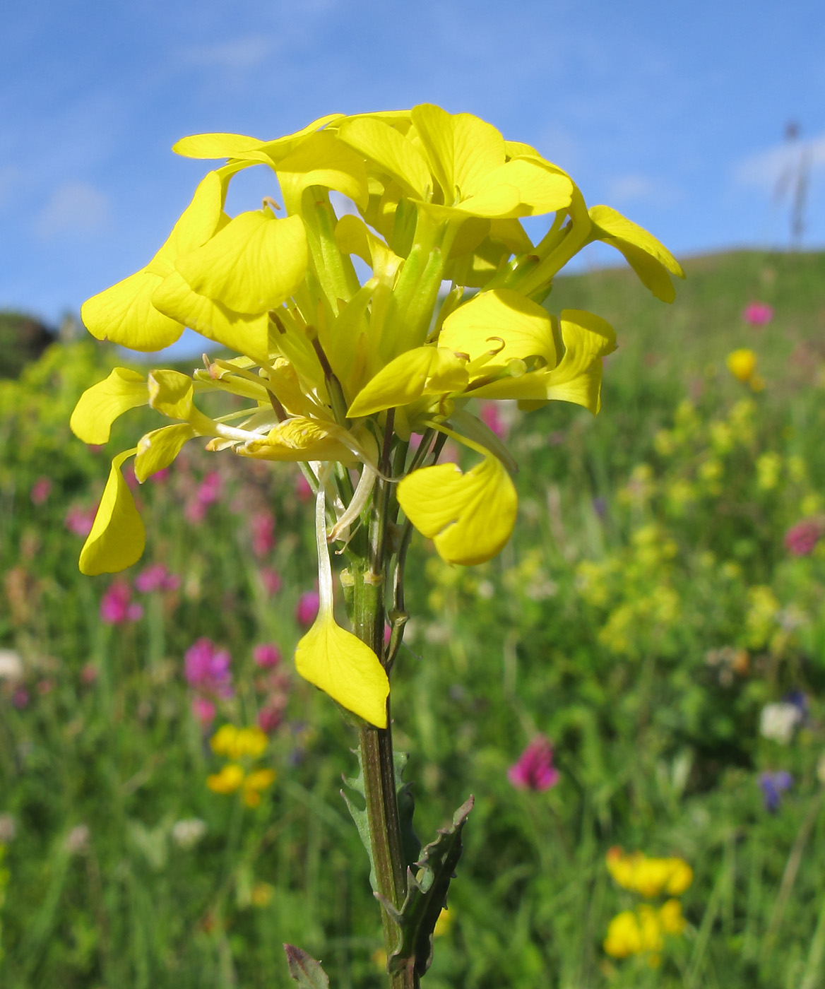 Image of Erysimum cuspidatum specimen.