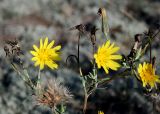 Tragopogon podolicus. Верхняя часть цветущего и плодоносящего растения. Украина, Ровенская обл., Заречнянский р-н, с. Млын, остров на р. Припять, дюна. 28 июля 2008 г.
