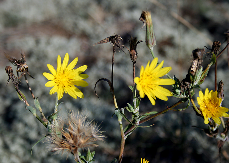 Изображение особи Tragopogon podolicus.