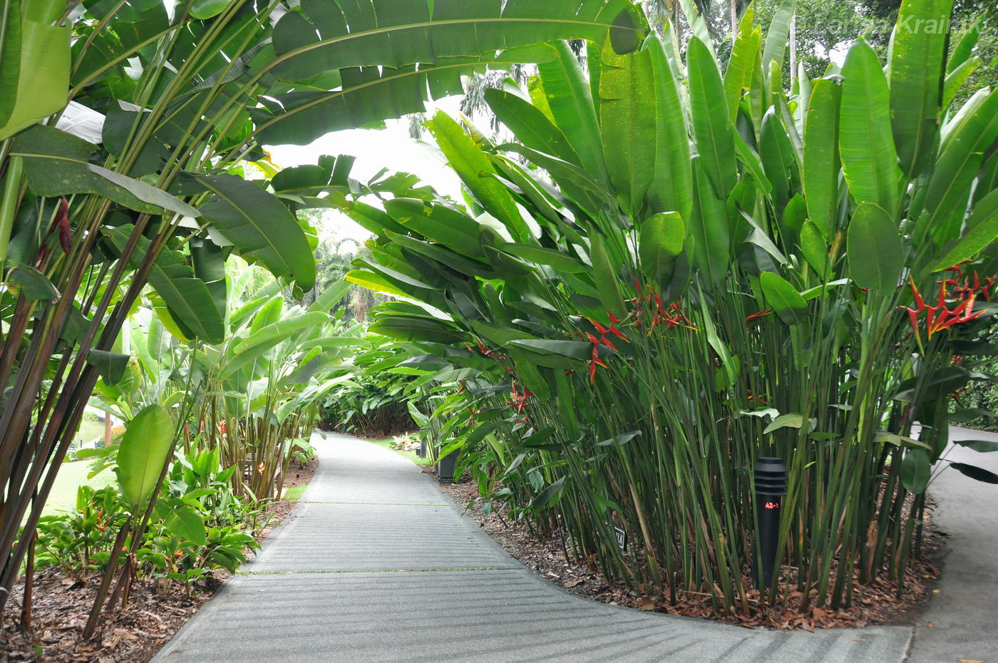Изображение особи Heliconia × rauliniana.