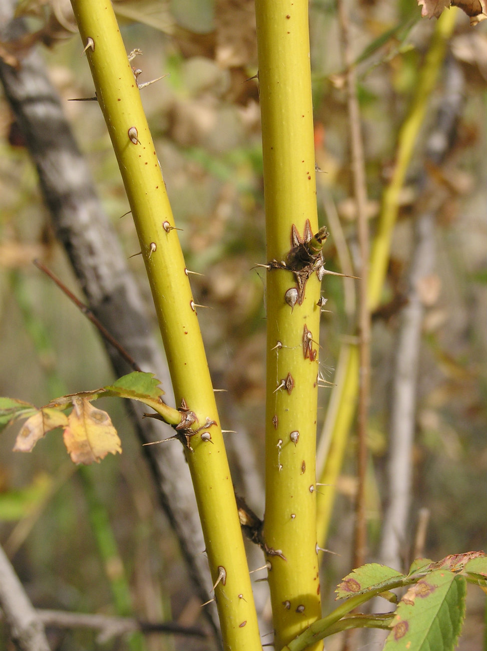 Image of Rosa cinnamomea specimen.