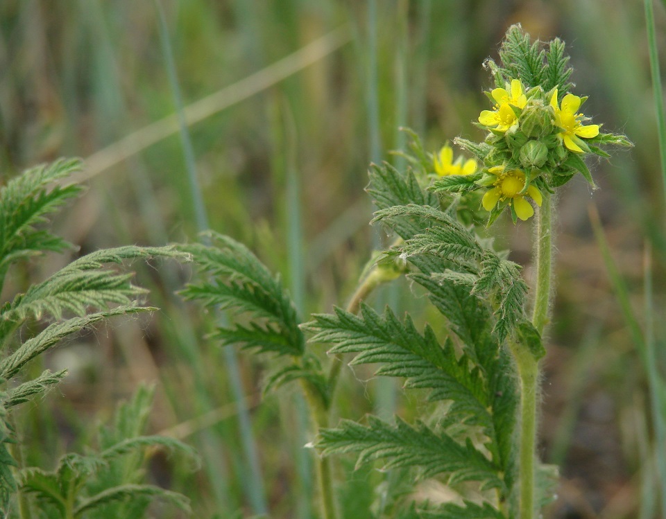 Изображение особи Potentilla acervata.