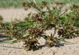 Cyperus fuscus