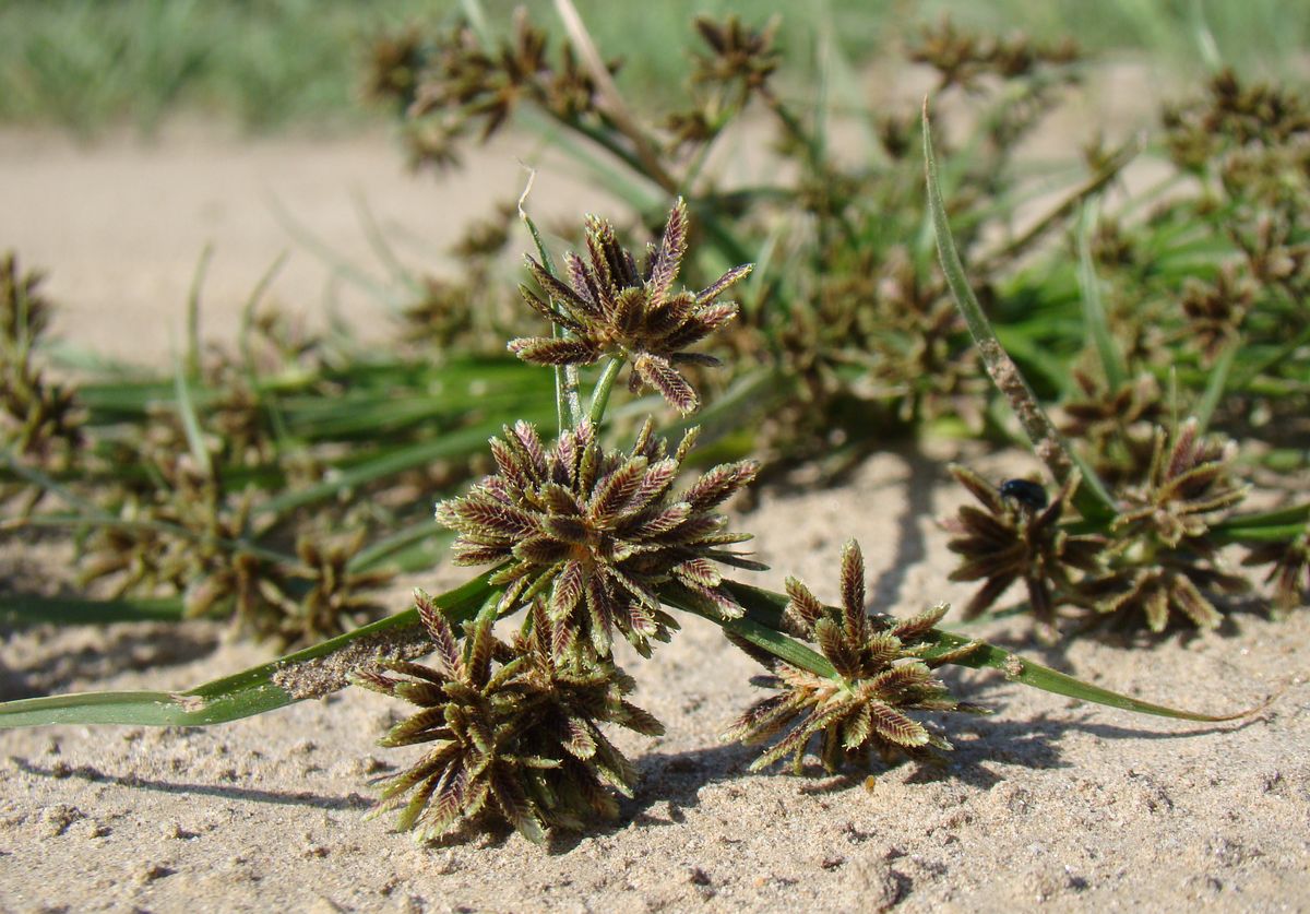 Изображение особи Cyperus fuscus.