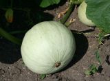 Cucurbita maxima