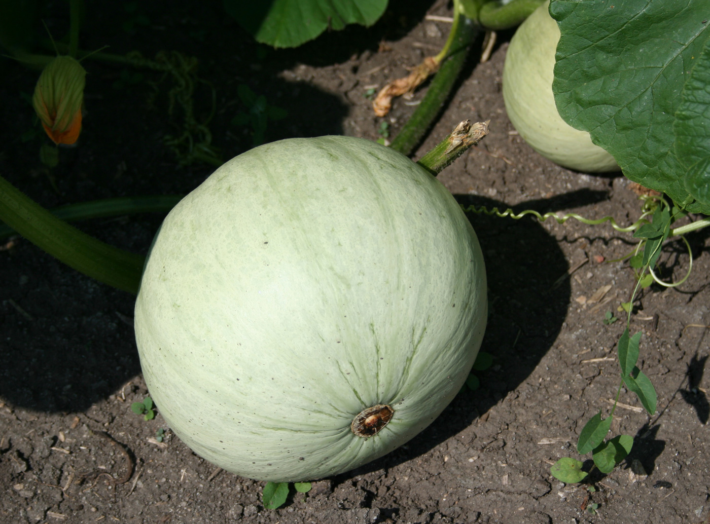 Изображение особи Cucurbita maxima.