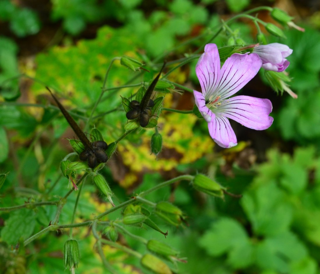 Image of Geranium gracile specimen.