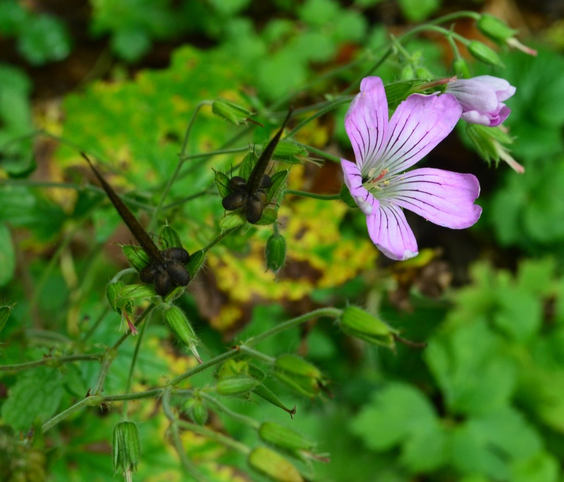 Изображение особи Geranium gracile.