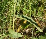 Rumex acetosa