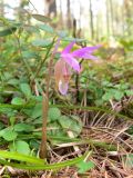 Calypso bulbosa. Цветущие растения в таёжном лесу. Свердловская обл., окр. г. Североуральск. 21.05.2007.