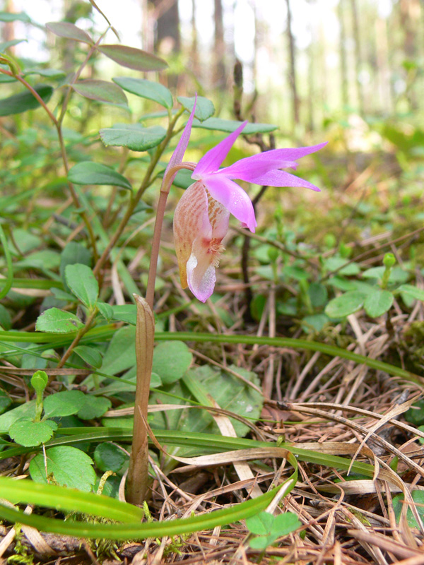 Image of Calypso bulbosa specimen.