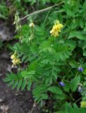 Astragalus saralensis. Соцветие с цветками и завязавшимися плодами. Бурятия, Окинский р-н, перевал Чойган-Дабан (выс. около 1900 м н.у.м.), кустарниковая тундра. 05.07.2015.