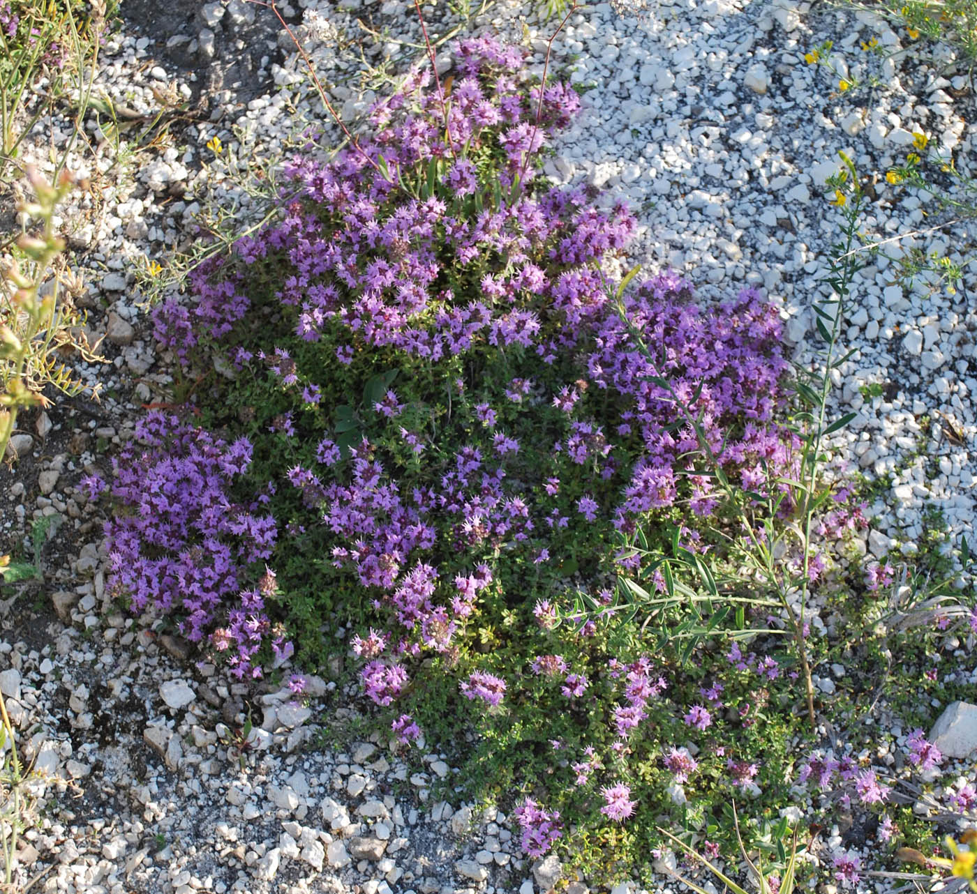 Изображение особи Thymus dubjanskyi.