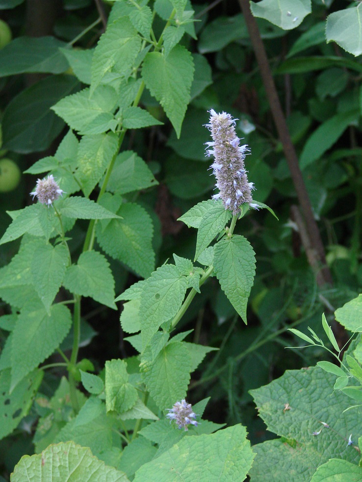 Изображение особи Agastache rugosa.