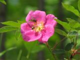 Rosa acicularis. Верхушка побега с цветком и кормящимися насекомыми (вверху - муха-журчалка). Якутия (Саха), Алданский р-н, берег р. Тимптон, 45 км от устья. 01.06.2008.