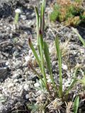 Rhinactinidia eremophila подвид tuvinica. Нижняя часть побега. Иркутская обл., Ольхонский р-н, Маломорское побережье Байкала, мыс Зундук. 21.07.2013.