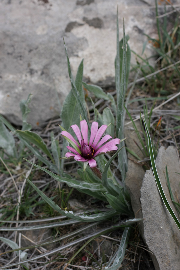 Изображение особи Tragopogon marginifolius.