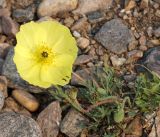 Papaver olchonense. Цветущее и плодоносящее растение. Иркутская обл., Ольхонский р-н, побережье оз. Байкал, микрорезерват \"Мыс Уюга\", галечниковая коса. 29.06.2014.