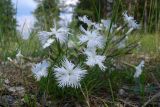 Dianthus acicularis. Цветущие растения. Свердловская обл., окр. г. Североуральск, известняковая скала, южная сторона. 28.06.2007.