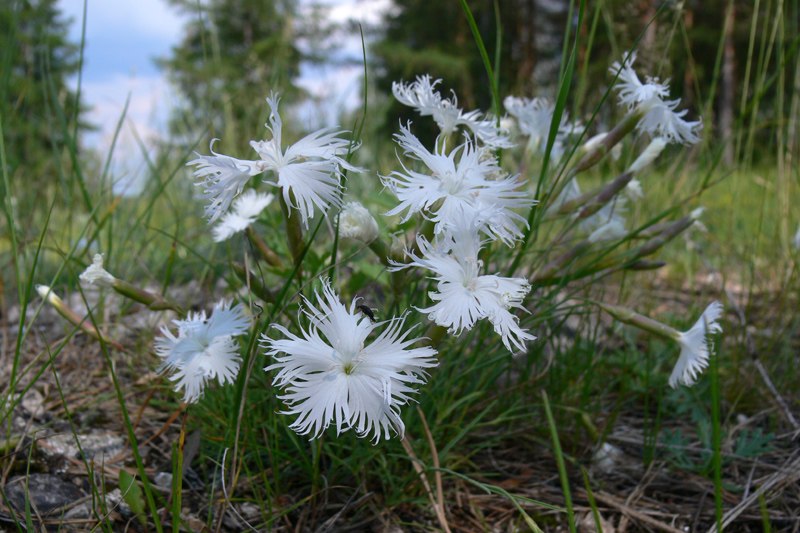 Image of Dianthus acicularis specimen.