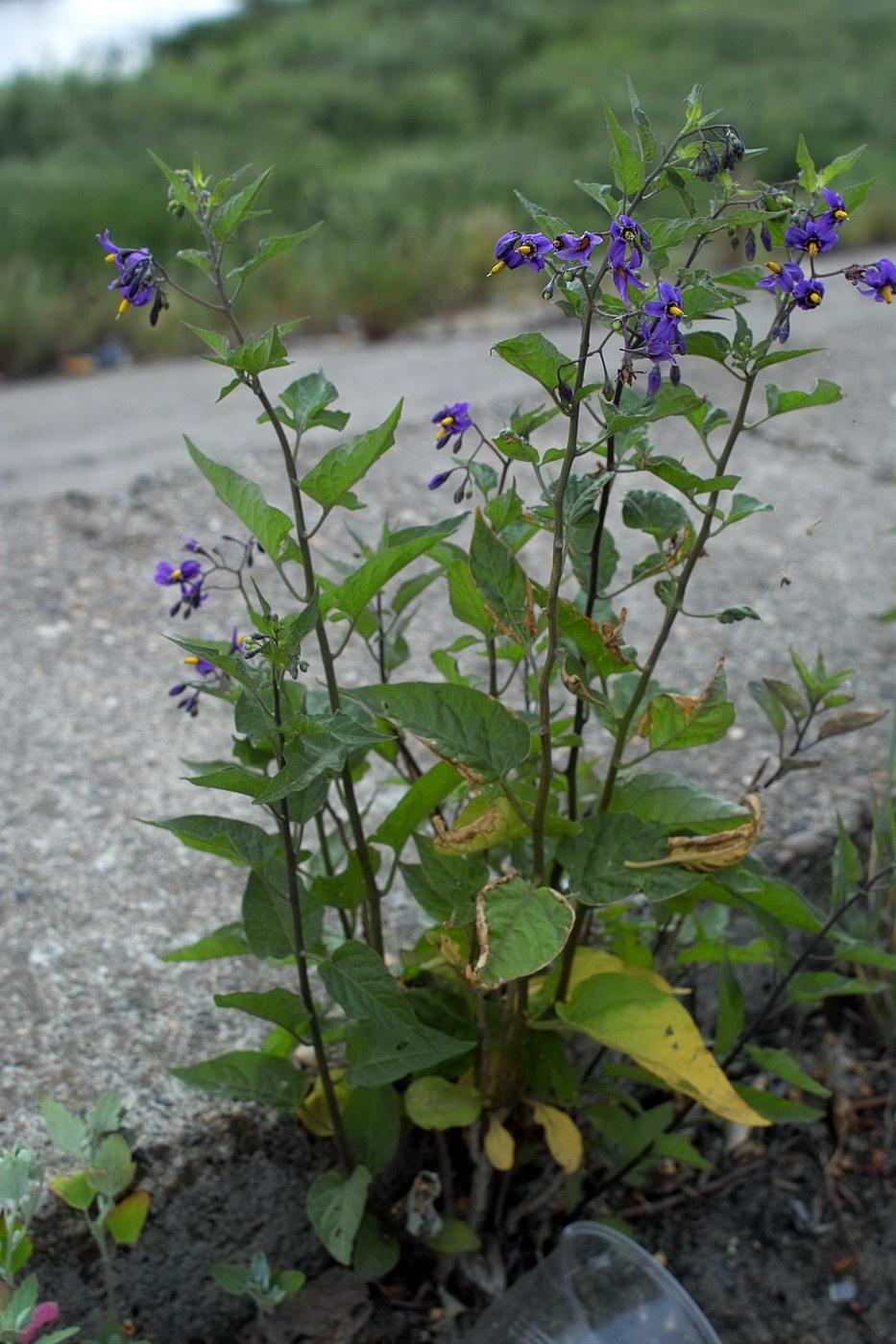 Изображение особи Solanum dulcamara.