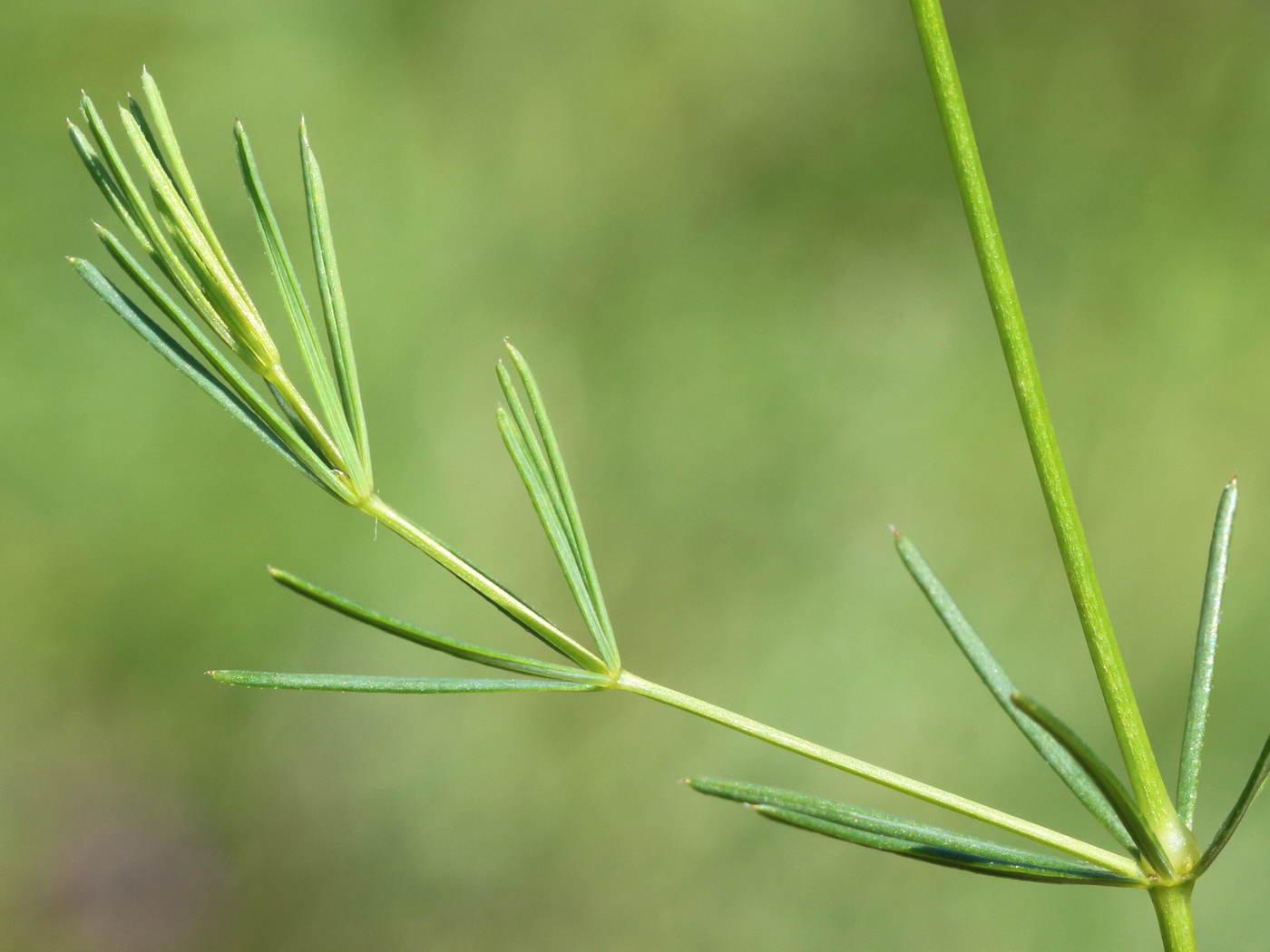 Изображение особи Galium octonarium.