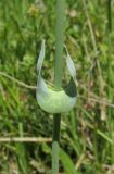 Blackstonia perfoliata. Часть побега. Крым, Байдарская долина, окр. с. Кизиловое, влажный луг. 9 июня 2016 г.