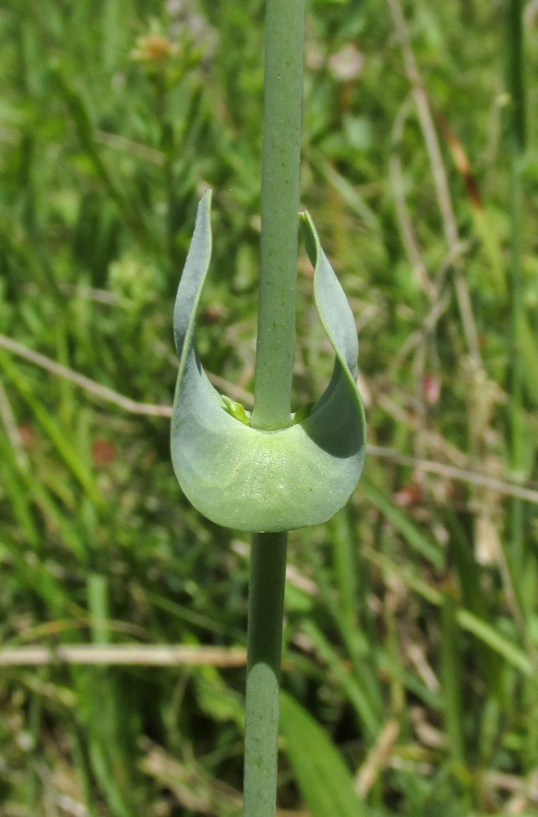 Image of Blackstonia perfoliata specimen.