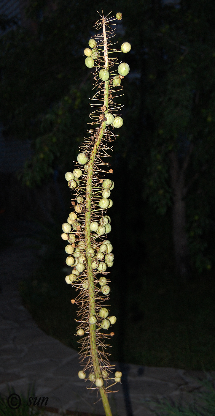 Image of Eremurus robustus specimen.