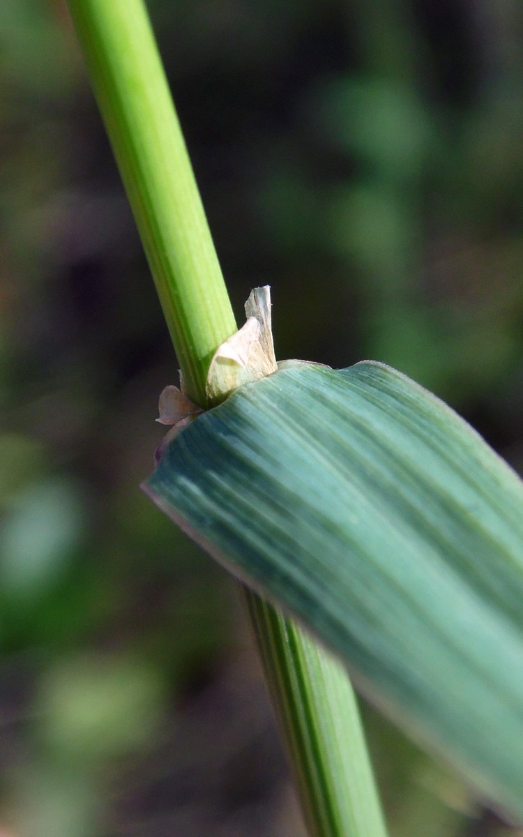 Image of Phleum pratense specimen.