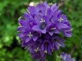 Campanula cervicaria