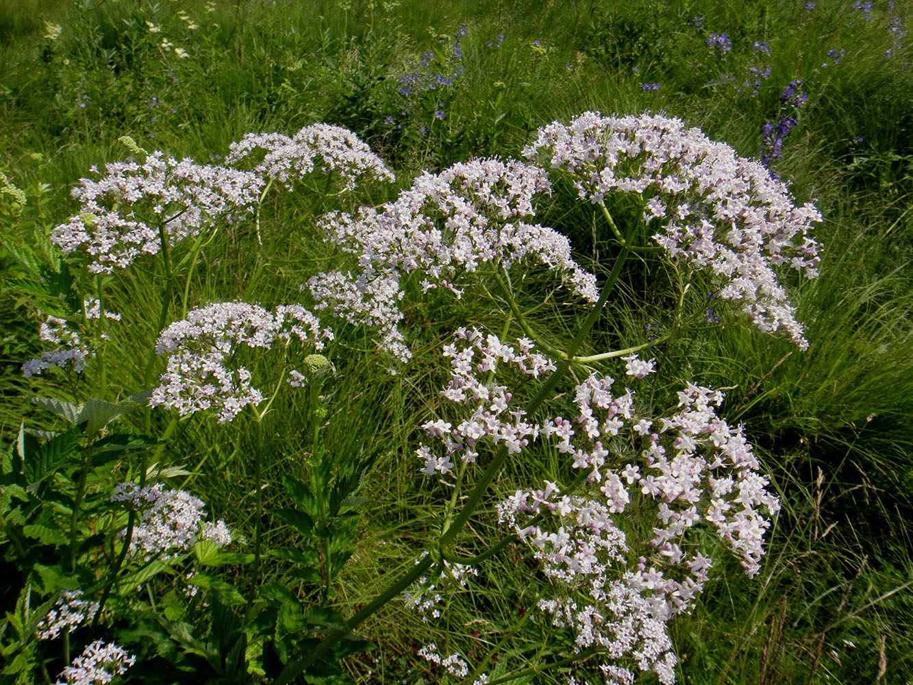 Изображение особи род Valeriana.