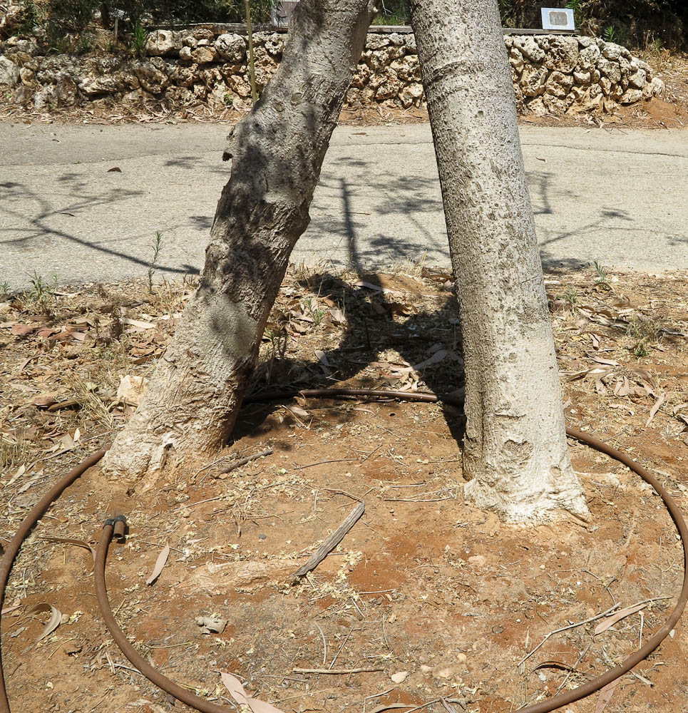 Image of Moringa oleifera specimen.