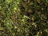 Melampyrum pratense ssp. hians