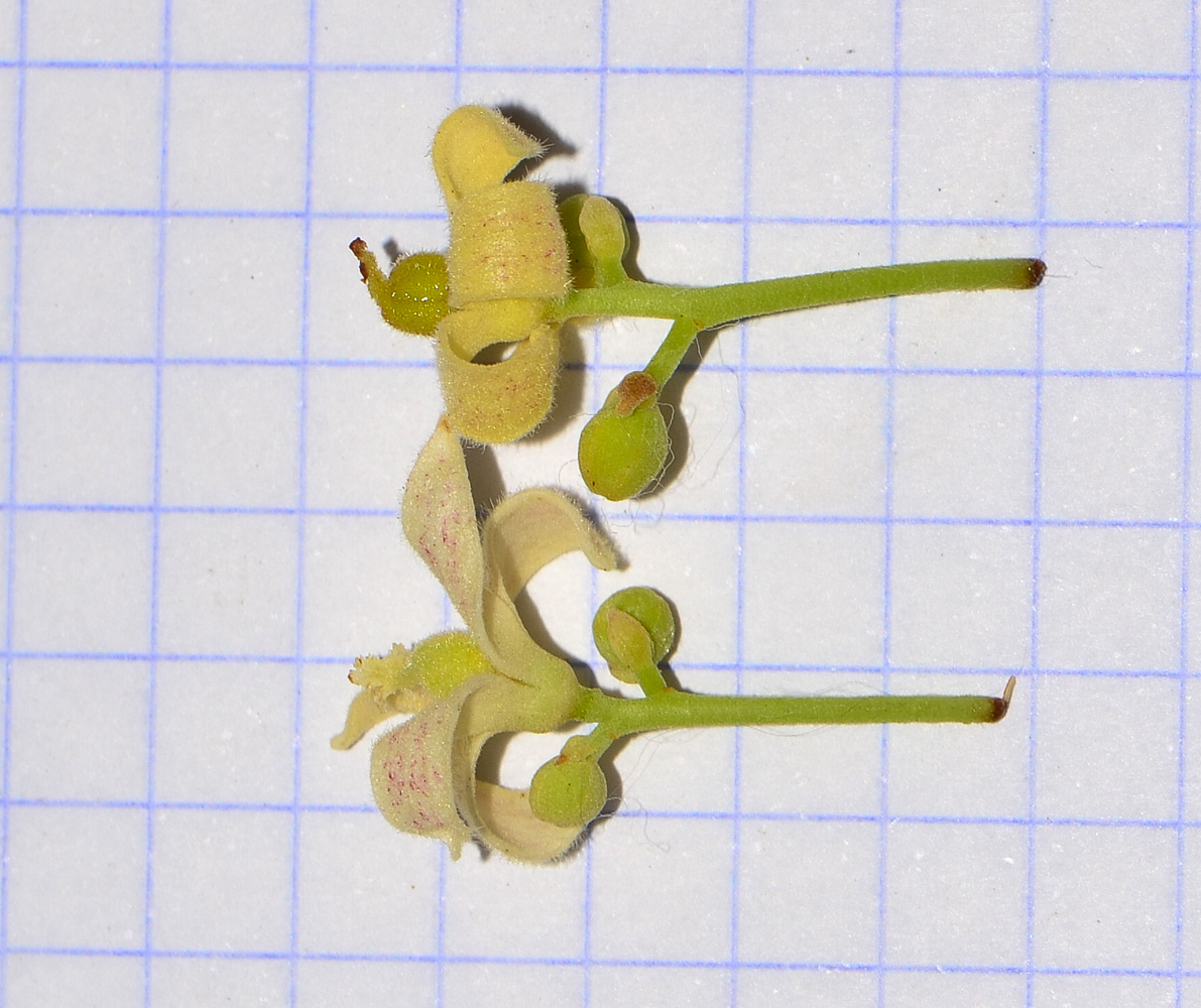 Image of Brachychiton rupestris specimen.