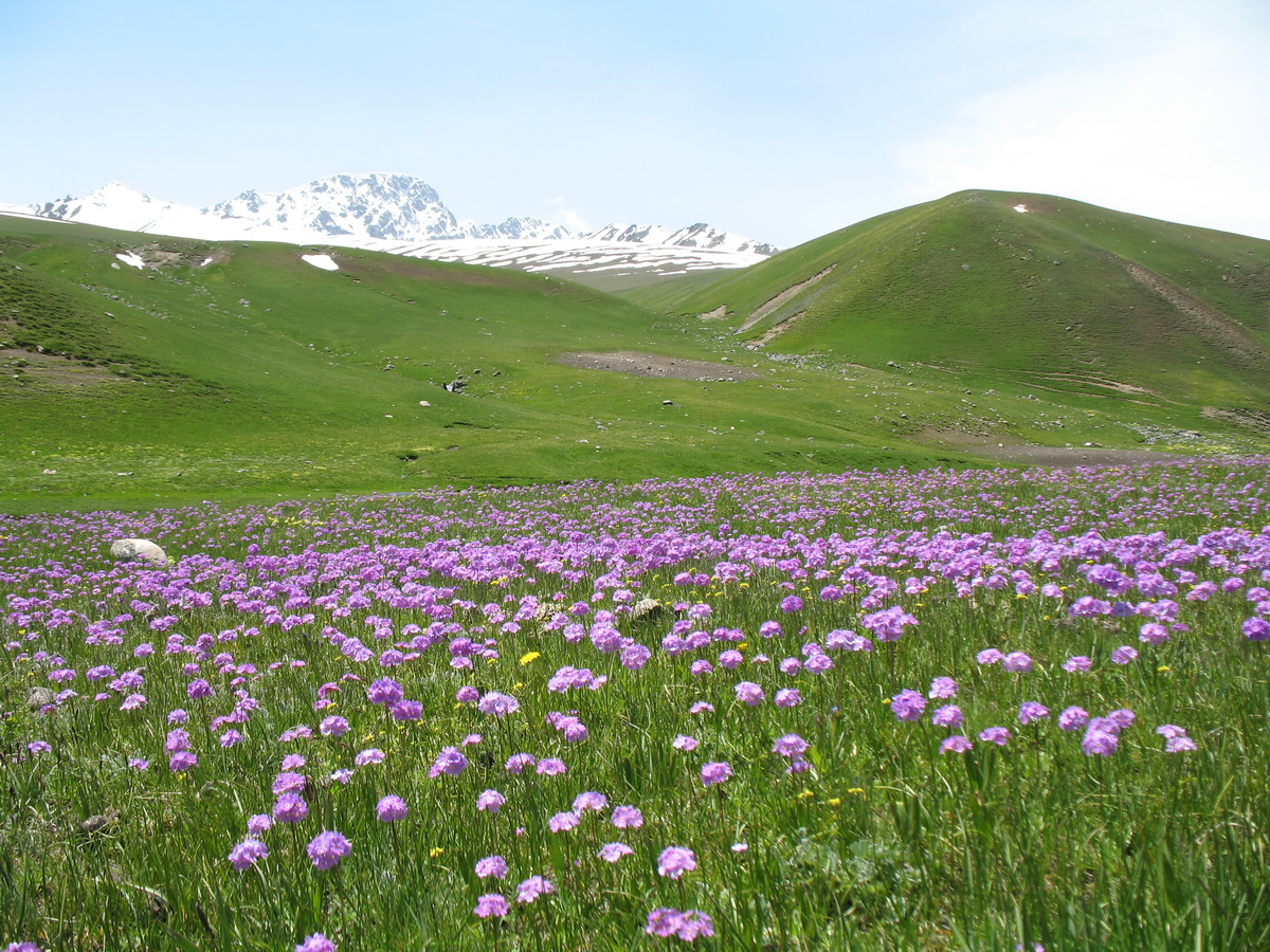 Изображение особи Primula algida.