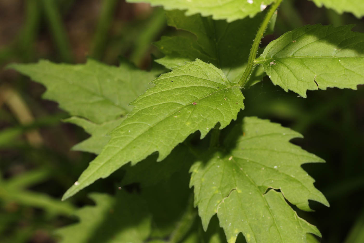 Image of Campanula trachelium specimen.