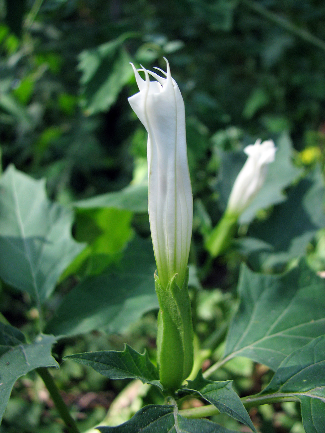 Изображение особи Datura stramonium.