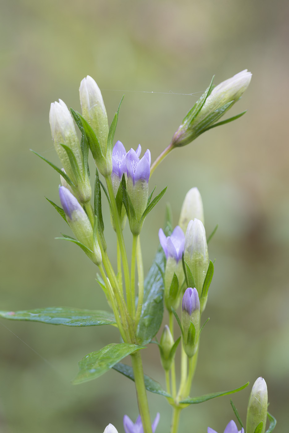 Image of Gentianella amarella specimen.