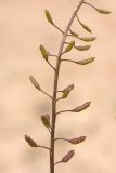 Image of taxon representative. Author is Дмитрий Орешкин