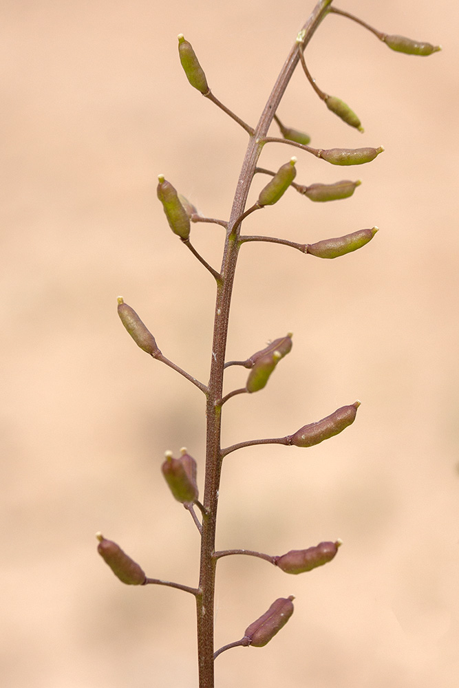 Image of Rorippa palustris specimen.