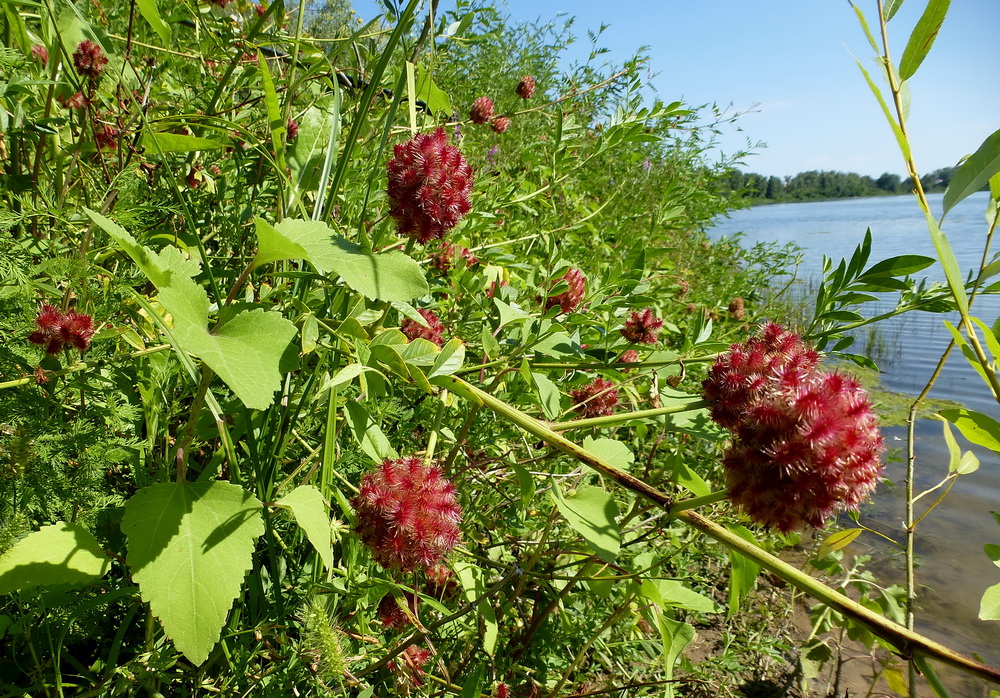 Изображение особи Glycyrrhiza echinata.