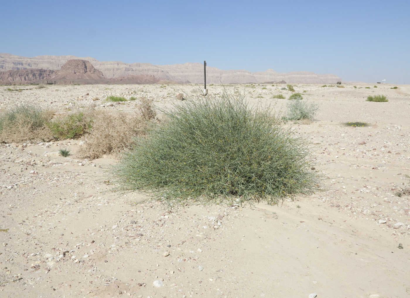 Image of Crotalaria aegyptiaca specimen.