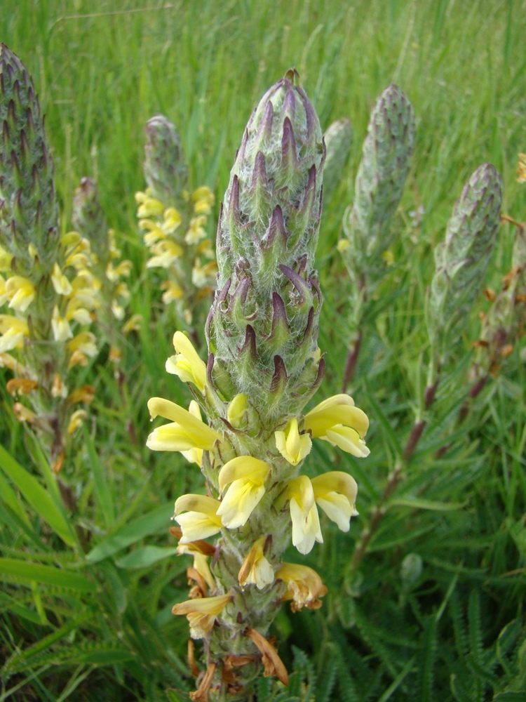 Изображение особи Pedicularis mariae.