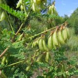 Astragalus propinquus